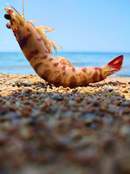 15 Mayıs'ta Karabiga Jumbo Karides Av Sezonu Acılıyor